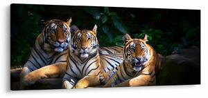 Obraz - Tigrii bratia (120x50 cm)