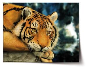 Sablio Plagát tiger - 60x40 cm