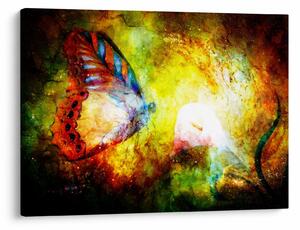 Obraz - Kozmický motýľ (70x50 cm)
