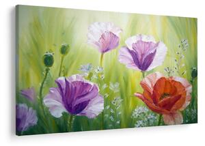 Obraz - Vlčie maky (90x60 cm)