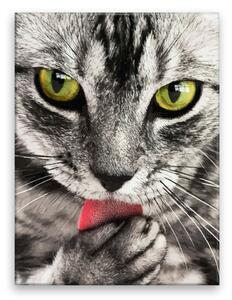 Obraz na plátne - Čiernobiela mačka - 30x40 cm