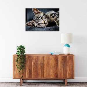 Obraz na plátne - Mourovatá mačka - 60x40 cm