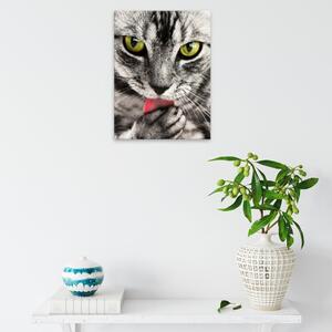 Obraz na plátne - Čiernobiela mačka - 30x40 cm