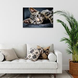 Obraz na plátne - Mourovatá mačka - 60x40 cm