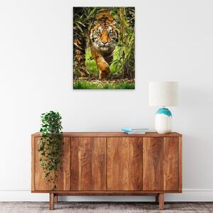 Obraz na plátne - Číhajúci tiger - 30x40 cm