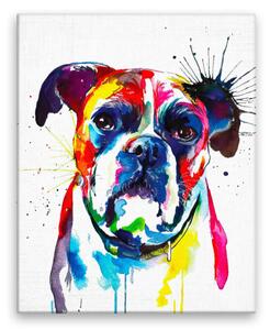 Obraz na plátne - Boxer vo farbách - 40x50 cm