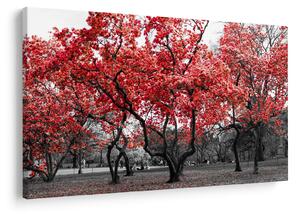 Obraz - Červené stromy, Central Park, New York (90x60 cm)