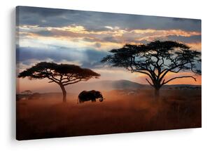 Obraz - Národný park Serengeti, Tanzánia, Afrika (90x60 cm)