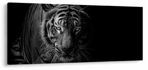 Obraz divokého tigra (120x50 cm)