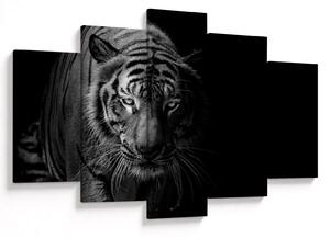 Obraz divokého tigra (150x105 cm)