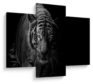 Obraz divokého tigra (90x60 cm)