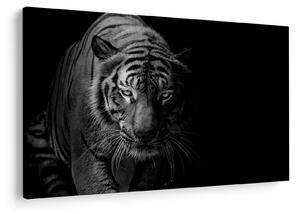 Obraz divokého tigra (90x60 cm)