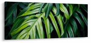 Obraz - Tropické listy (120x50 cm)