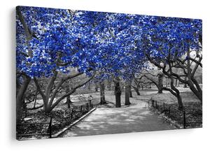 Obrázok - Modré stromy, Central Park, New York (90x60 cm)