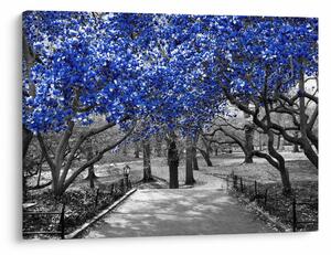 Obrázok - Modré stromy, Central Park, New York (70x50 cm)
