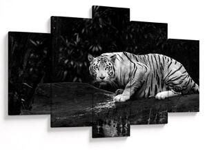 Obraz - Tiger albín, čiernobiely (150x105 cm)