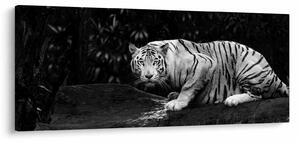 Obraz - Tiger albín, čiernobiely (120x50 cm)
