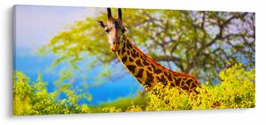 Obraz žirafy v Afrike (120x50 cm)