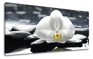 Obraz na stenu PANORÁMA FENG SHUI FS018E13