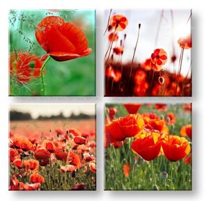 Obraz na stenu Meadow of poppy poppies - 40x40 cm