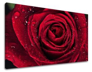 Obraz na stenu KVETY KV012E11 - 20x30 cm