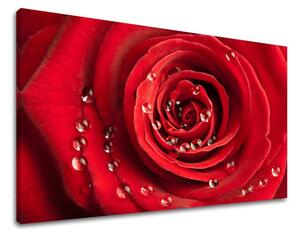 Obraz na stenu KVETY KV014E11 - 20x30 cm