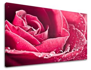 Obraz na stenu KVETY KV008E11 - 20x30 cm