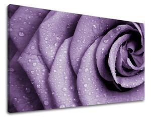 Obraz na stenu KVETY KV018E11 - 20x30 cm