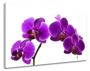Obraz na stenu KVETY KV028E11 - 20x30 cm