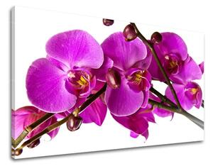 Obraz na stenu KVETY KV053E11 - 20x30 cm