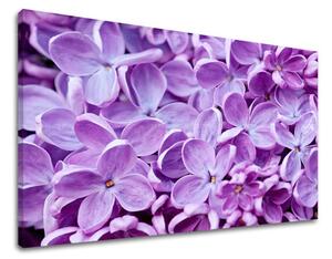 Obraz na stenu KVETY KV046E11 - 20x30 cm