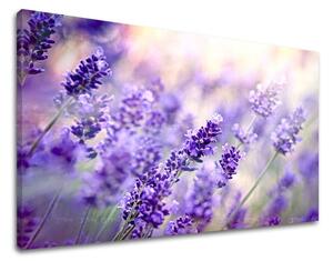 Obraz na stenu KVETY KV070E11 - 20x30 cm