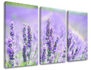 Obraz na stenu 3 dielny KVETY KV092E30 - 60x40 cm