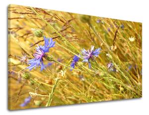 Obraz na stenu KVETY KV082E11 - 20x30 cm