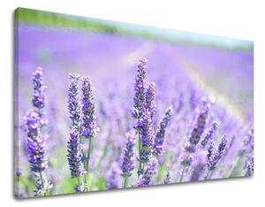 Obraz na stenu KVETY KV092E11 - 20x30 cm