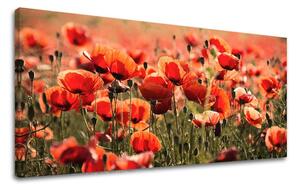 Obraz na stenu PANORÁMA KVETY KV097E13 - 30x60 cm
