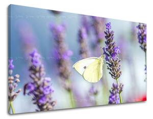 Obraz na stenu KVETY KV079E11 - 20x30 cm