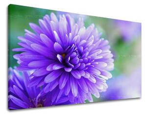 Obraz na stenu KVETY KV090E11 - 20x30 cm