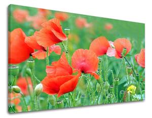 Obraz na stenu KVETY KV099E11 - 20x30 cm