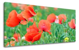 Obraz na stenu PANORÁMA KVETY KV099E13 - 30x60 cm
