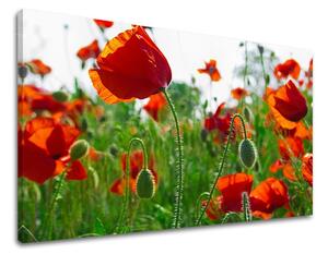Obraz na stenu KVETY MAKY XOBKV102E11 - 20x30 cm