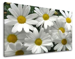 Obraz na stenu KVETY XOBKV106E11 - 20x30 cm