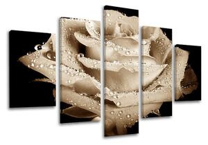 Obraz na stenu 5 dielny KVETY XOBKV109E50 - 100x80 cm