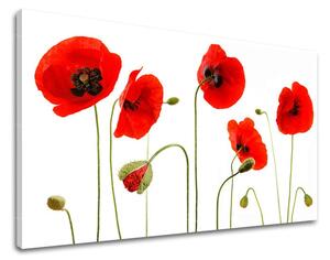 Obraz na stenu KVETY MAKY XOBKV117E11 - 20x30 cm