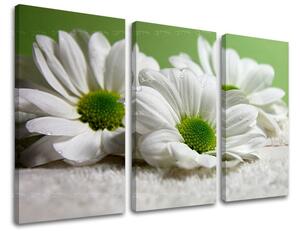 Obraz na stenu 3 dielny KVETY XOBKV111E30 - 60x40 cm