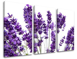 Obraz na stenu 3 dielny KVETY XOBKV128E30 - 60x40 cm