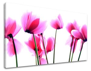 Obraz na stenu KVETY XOBKV129E11 - 20x30 cm