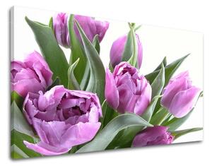 Obraz na stenu KVETY TULIPÁNY XOBKV131E11 - 20x30 cm