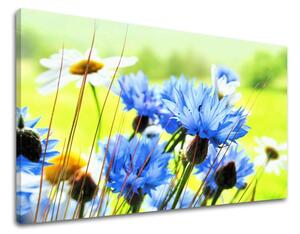 Obraz na stenu KVETY XOBKV125E11 - 20x30 cm
