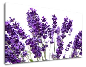 Obraz na stenu KVETY XOBKV128E11 - 20x30 cm